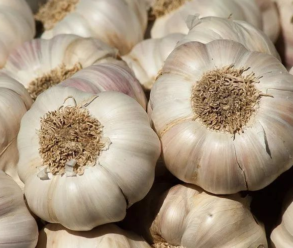 Chinese garlic