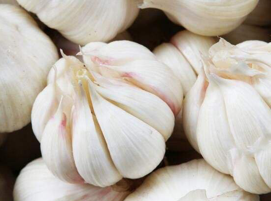 Chinese garlic